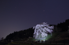 又兵衛桜