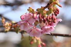 京の春　少しずつ