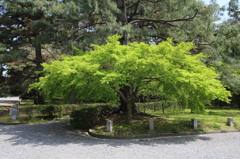 京都御苑の新緑