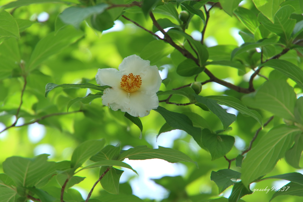 夏、椿咲く