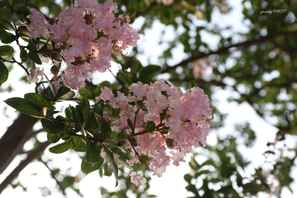 夏の花