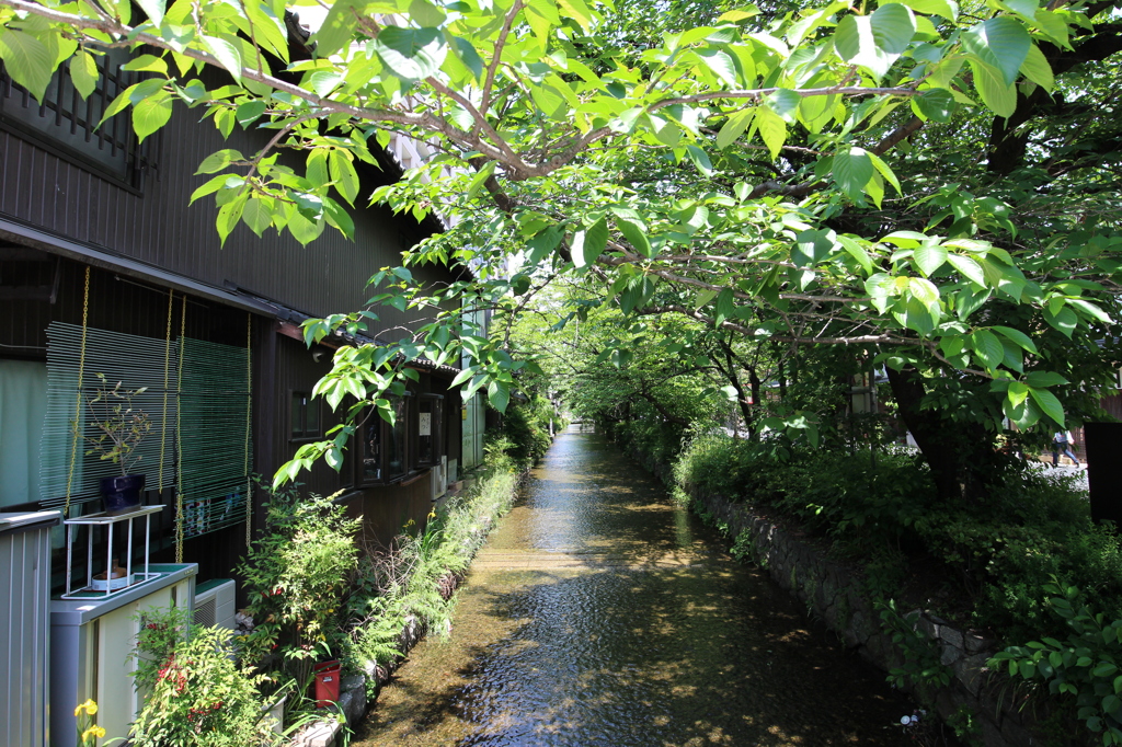 葉桜高瀬川　高辻橋