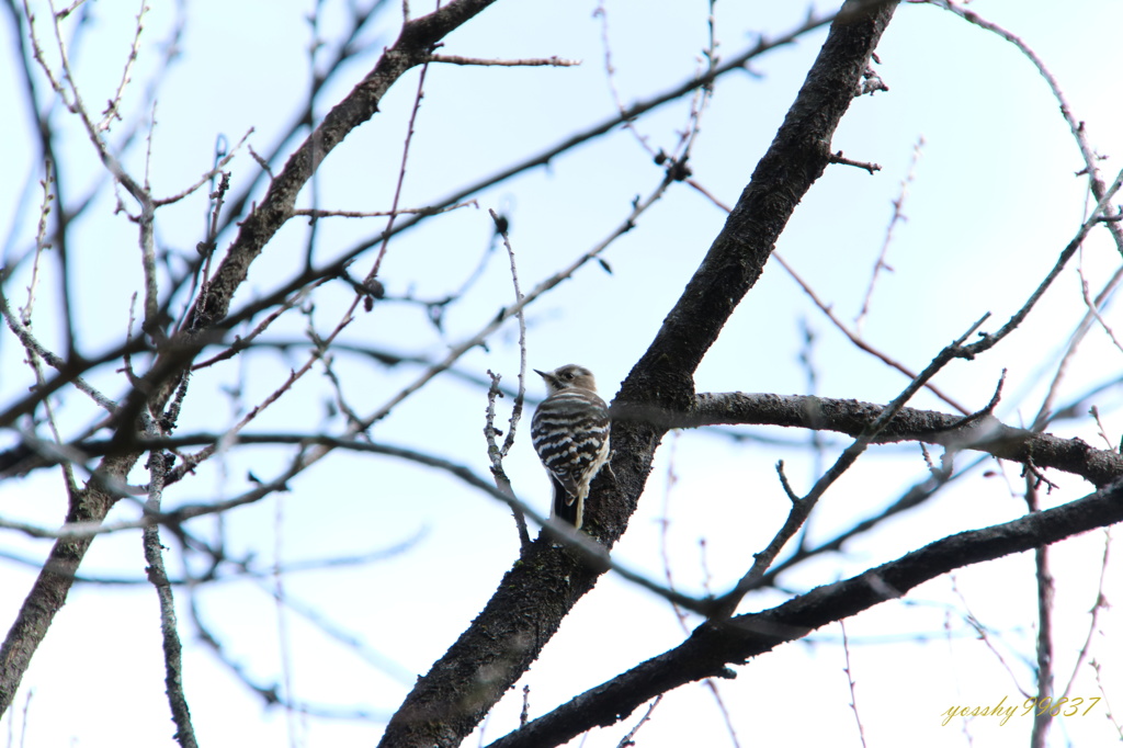 御苑の野鳥