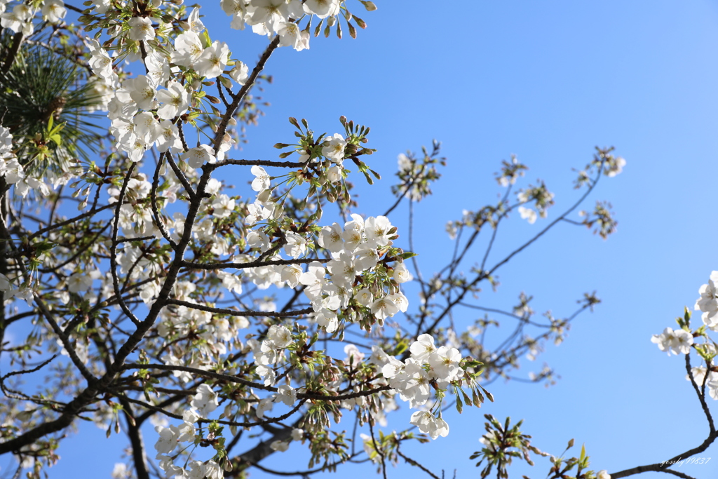 青空桜