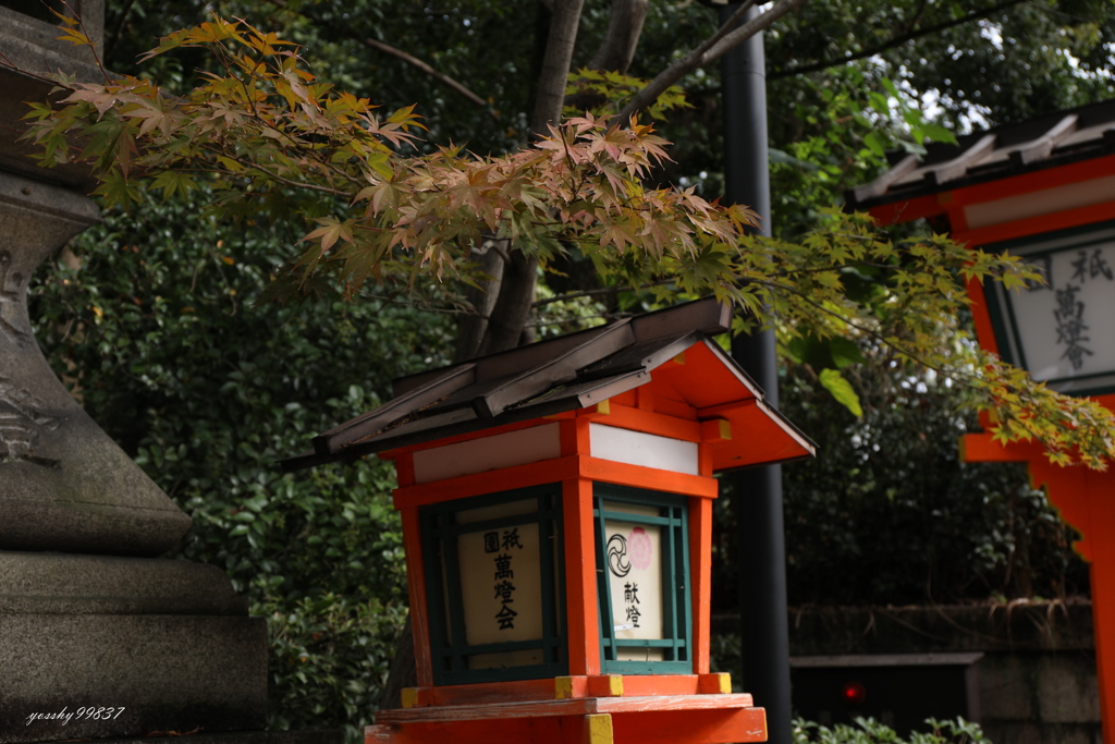 もしかして今年は早い？