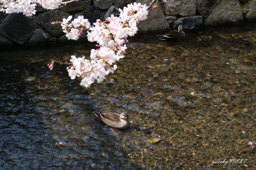 鴨桜