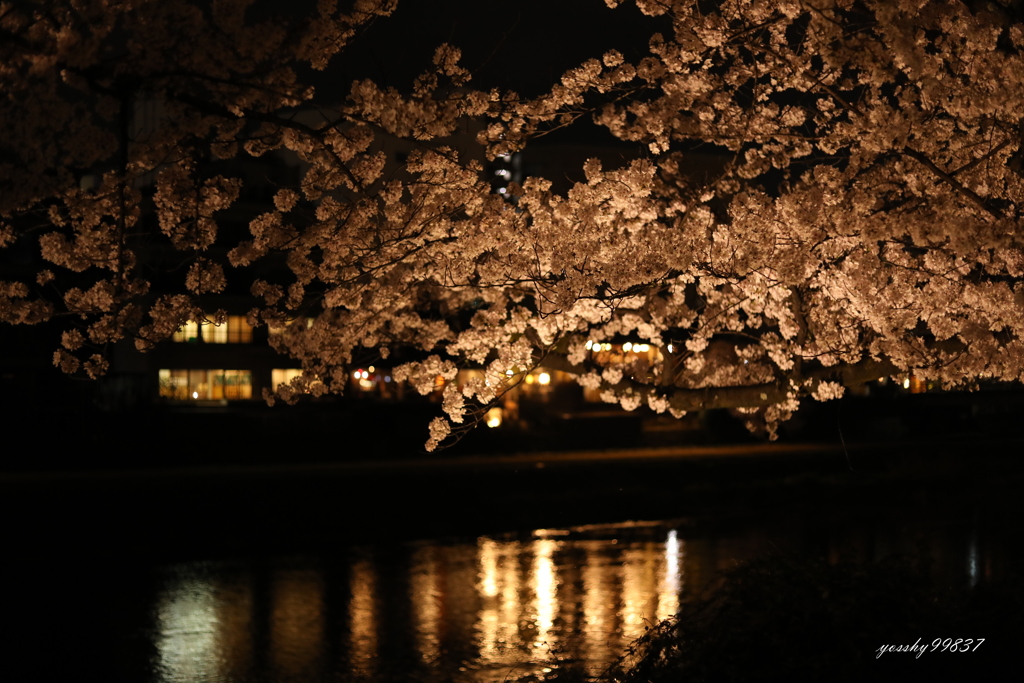 鴨川夜桜