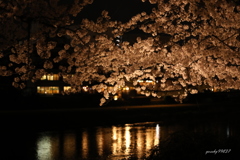 鴨川夜桜