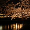 鴨川夜桜