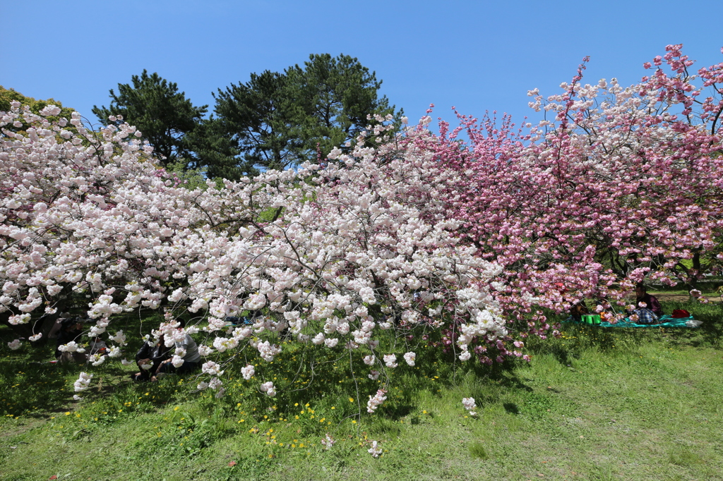 壁桜に隠れて