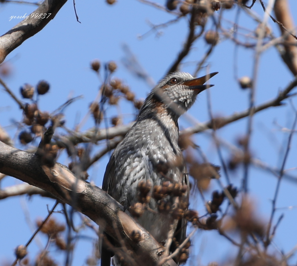 鳥ミングで衝撃！