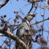 鳥ミングで衝撃！