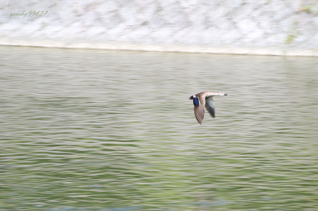 やや、流し鳥