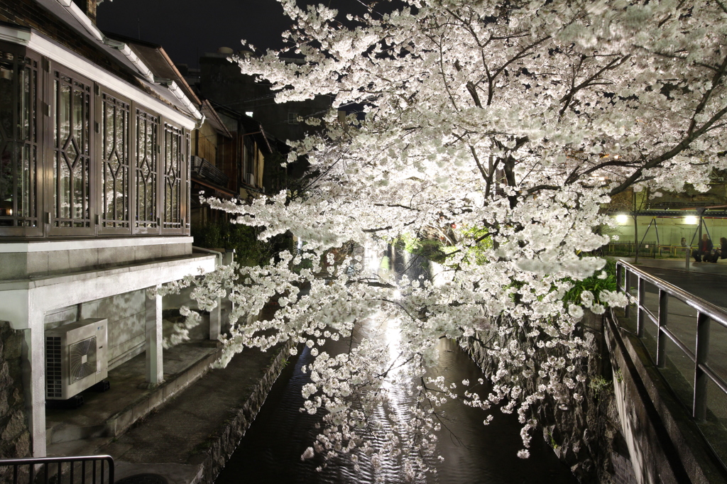 高瀬川の夜桜