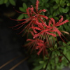 少しずつ秋