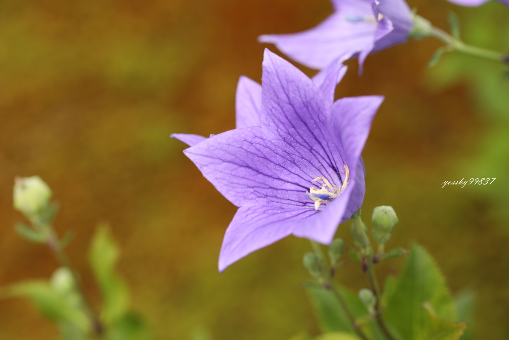 花開く