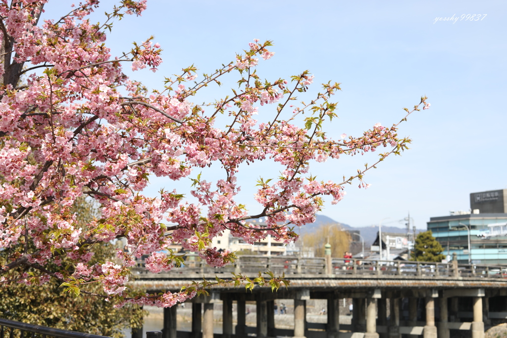 綺麗でも、京都では無名・・・？