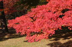 京都御苑