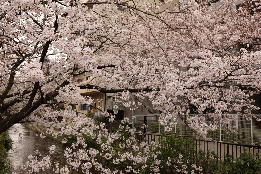 近くの桜