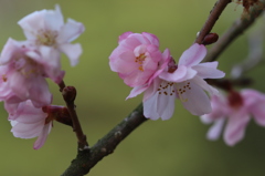 桜終盤