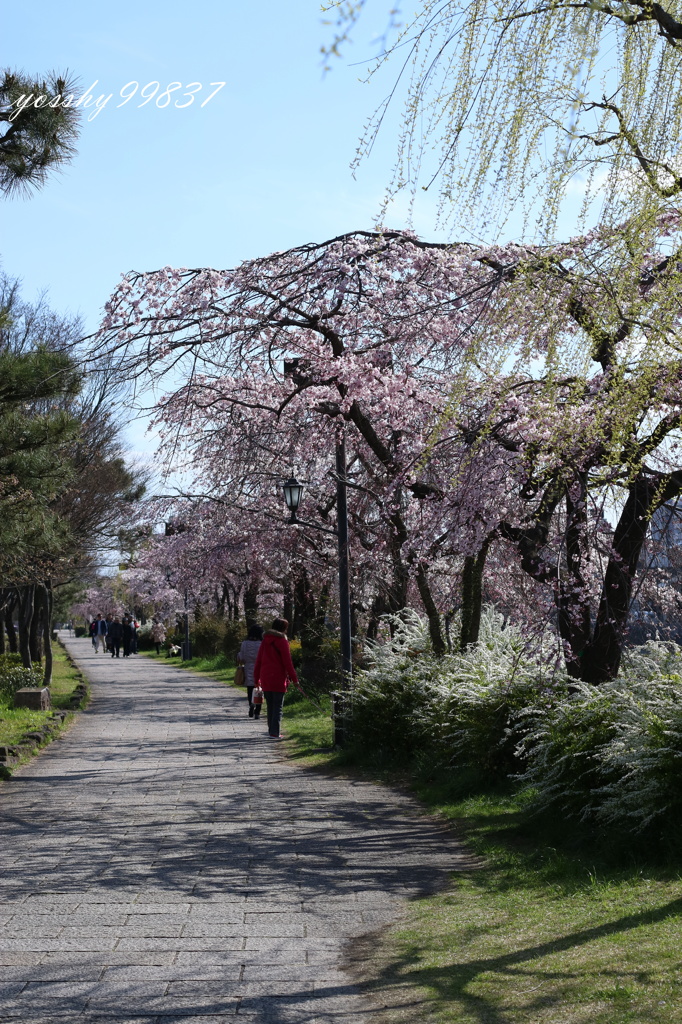 桜ロード