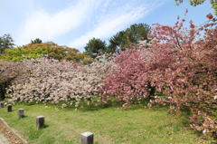 壁桜