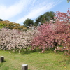 壁桜