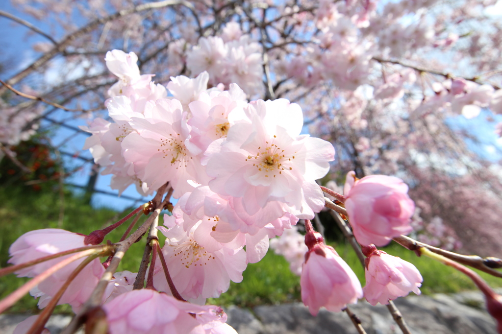 鴨川の枝垂れ桜