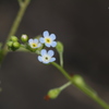 ちっちゃい花がきになる春