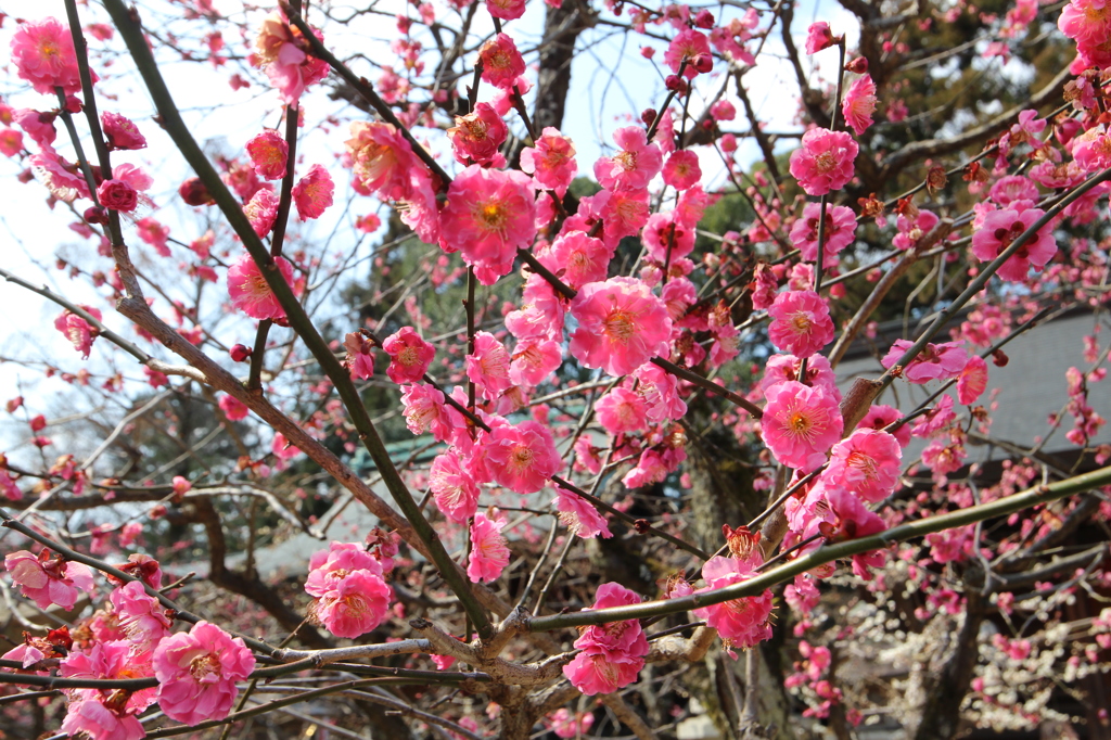 紅梅（北野天満宮）