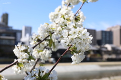 白桜・・・じゃなくて・・・