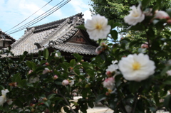 山茶花の寺
