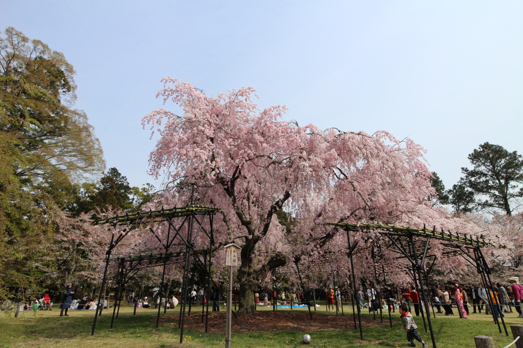 斎王桜　　なのですが。。。