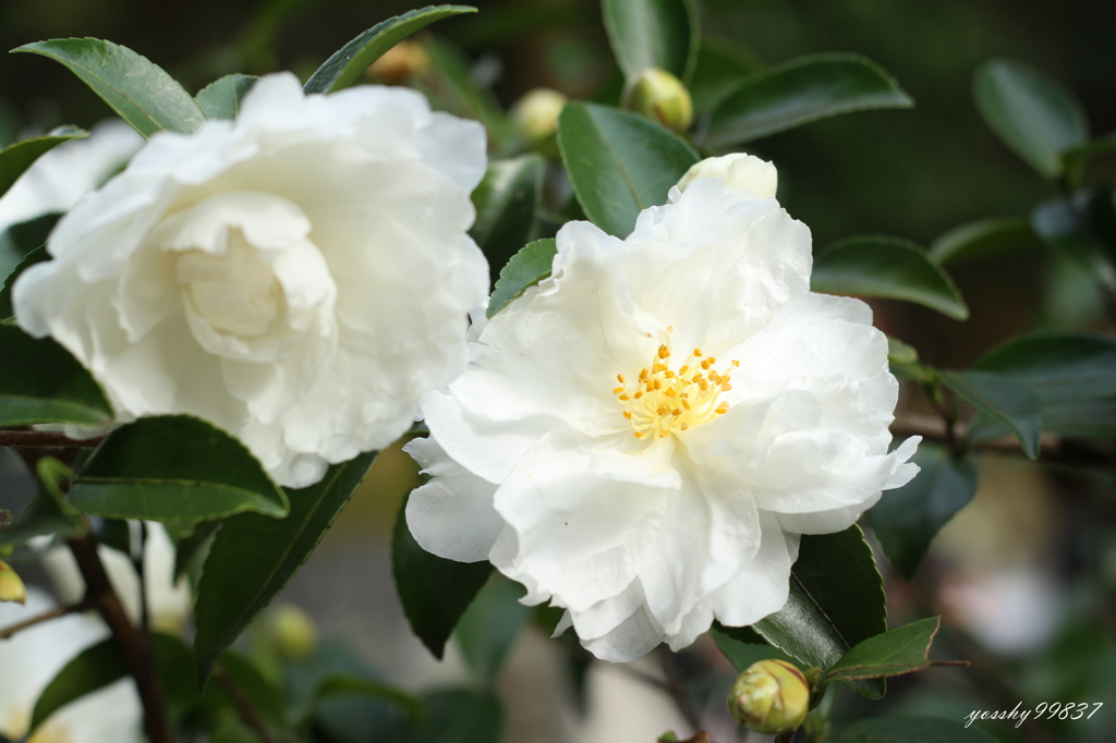 山茶花は見頃