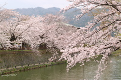 疎水で枝垂れる