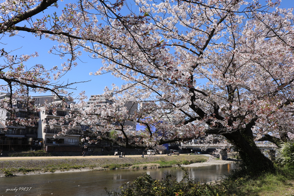 見納め桜