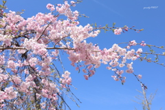 桃色桜