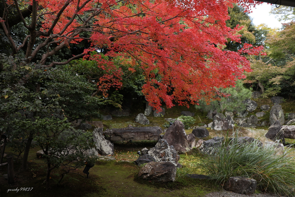 圓徳院