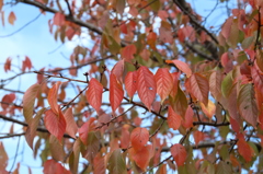 秋桜