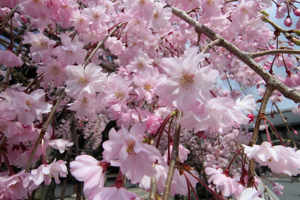 仏光寺の枝垂れ桜