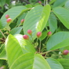 紅？点？？