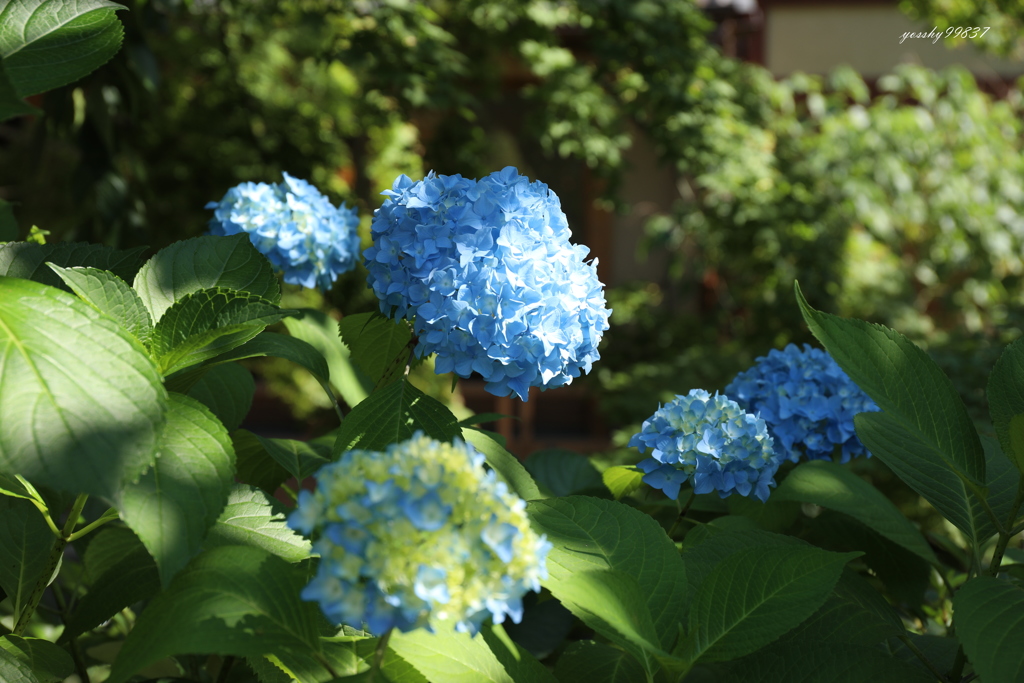 紫陽花の園