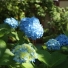 紫陽花の園