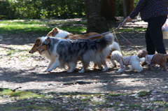 犬ぞり状態！