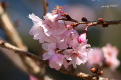 桜満開！？