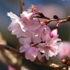 桜満開！？