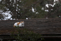 きょうは積もってます