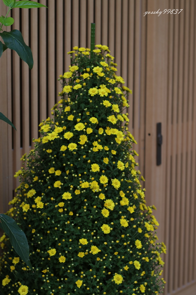 秋の花、ここにも