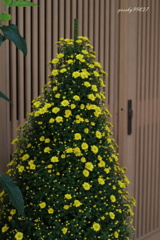 秋の花、ここにも