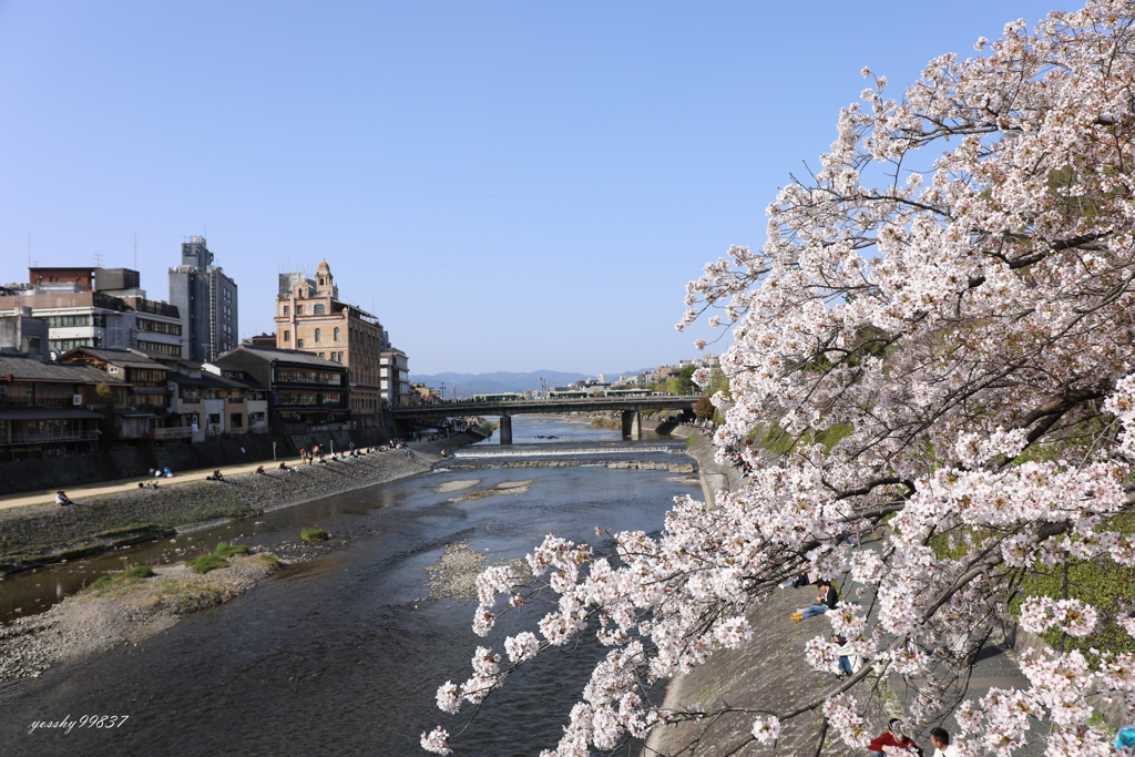 四条桜